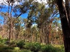 Eucalyptus major