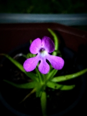 Pinguicula moctezumae