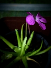 Pinguicula moctezumae