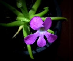 Pinguicula moctezumae
