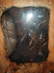 Pseudaneitea gigantea
