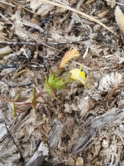 Euphrasia cockayneana
