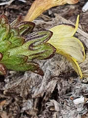Euphrasia cockayneana