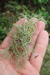 Usnea dasaea
