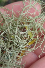 Usnea dasaea