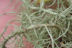Usnea dasaea
