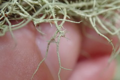 Usnea dasaea