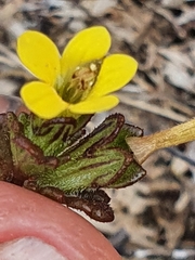 Euphrasia cockayneana