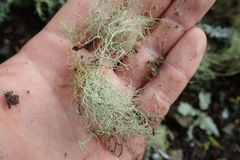 Usnea nidifica