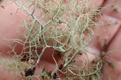 Usnea nidifica