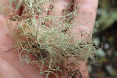 Usnea nidifica