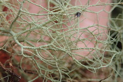 Usnea nidifica