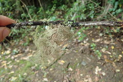 Usnea baileyi