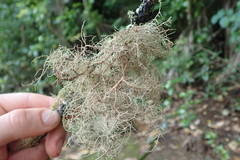 Usnea baileyi