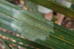 Coenogonium fallaciosum