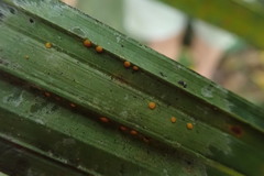 Coenogonium fallaciosum