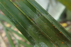 Coenogonium fallaciosum