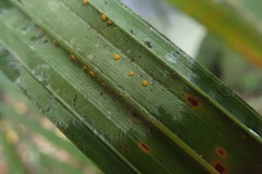 Coenogonium fallaciosum