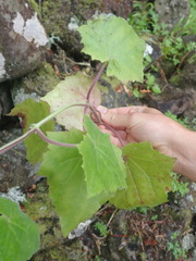 Lophospermum erubescens