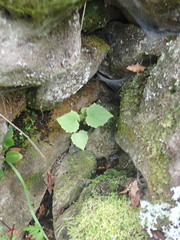 Lophospermum erubescens