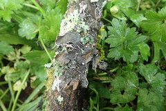 Pseudocyphellaria intricata