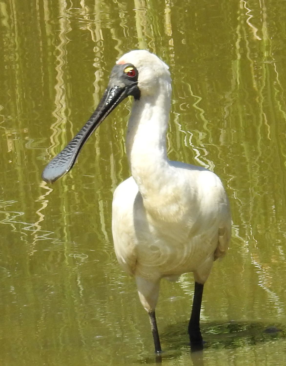 Royal Spoonbill Platalea regia