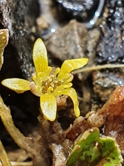 Ranunculus maculatus