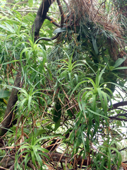 Dracophyllum arboreum