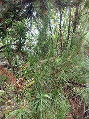 Dracophyllum arboreum