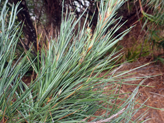 Dracophyllum arboreum