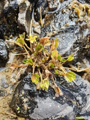 Ranunculus maculatus