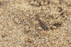 Calomera angulata