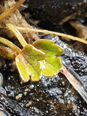Ranunculus maculatus