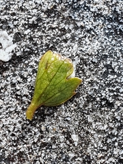 Ranunculus maculatus