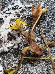 Ranunculus maculatus