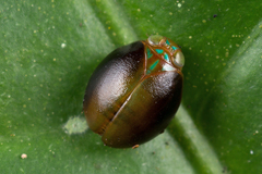 Hemisphaerius rufovarius