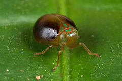 Hemisphaerius rufovarius