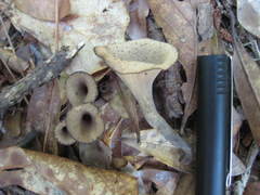 Craterellus fallax image