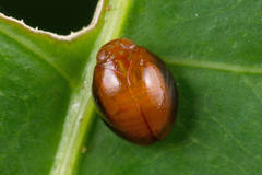 Hemisphaerius rufovarius
