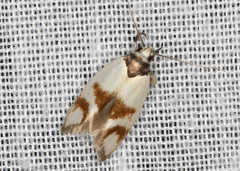 Antipterna trilicella