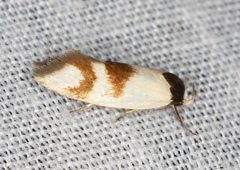 Antipterna trilicella