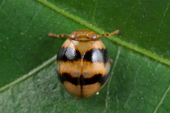 Hemisphaerius typicus