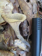 Craterellus fallax image