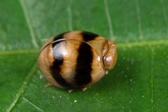 Hemisphaerius typicus