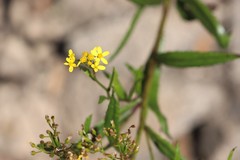 Senecio linearifolius latifolius