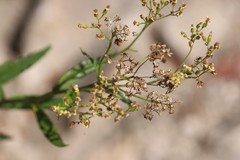 Senecio linearifolius latifolius
