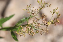 Senecio linearifolius latifolius