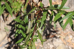 Senecio linearifolius latifolius
