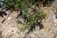 Senecio linearifolius latifolius