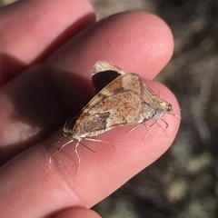 Stamnodes coenonymphata